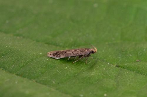 Bryotropha sp.